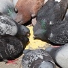 Co jedzą gołębie? Kryteria wyboru karmy